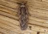 Depressaria sp.